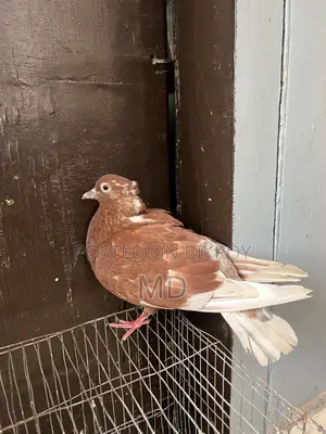 Bashiraj Koka Pigeon