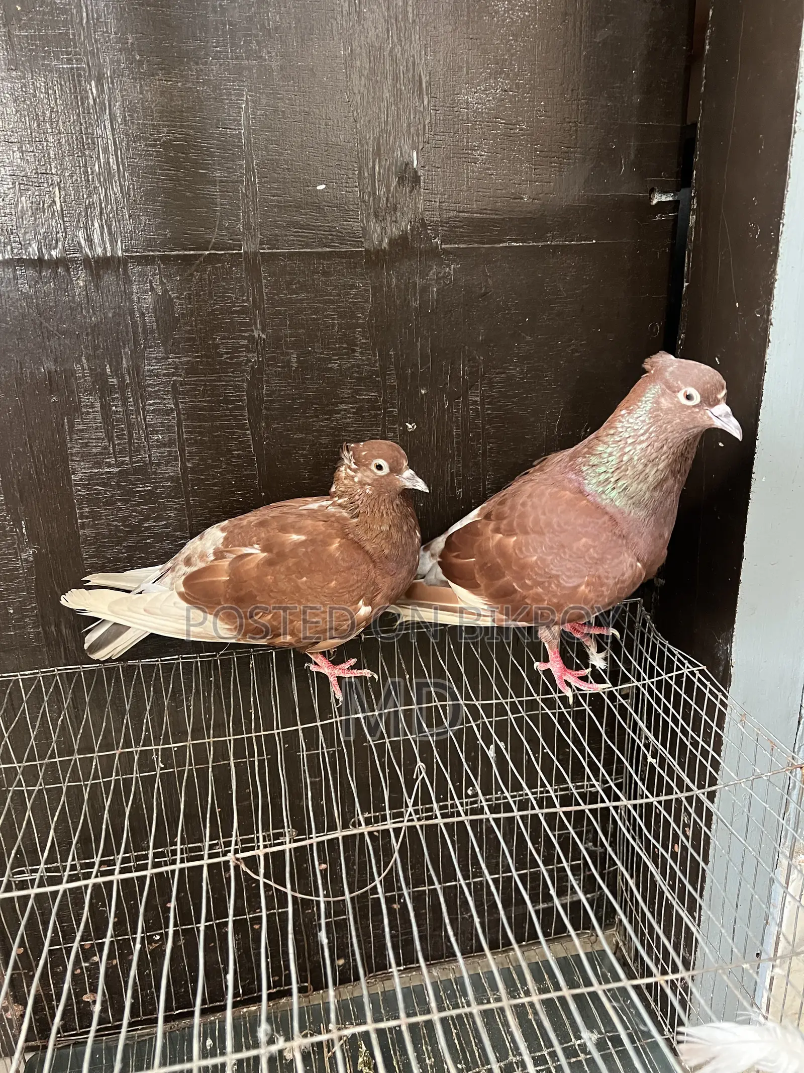 Bashiraj Koka Pigeon