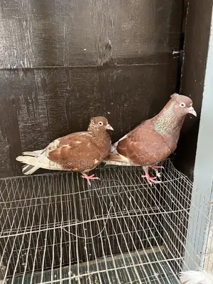 Bashiraj Koka Pigeon