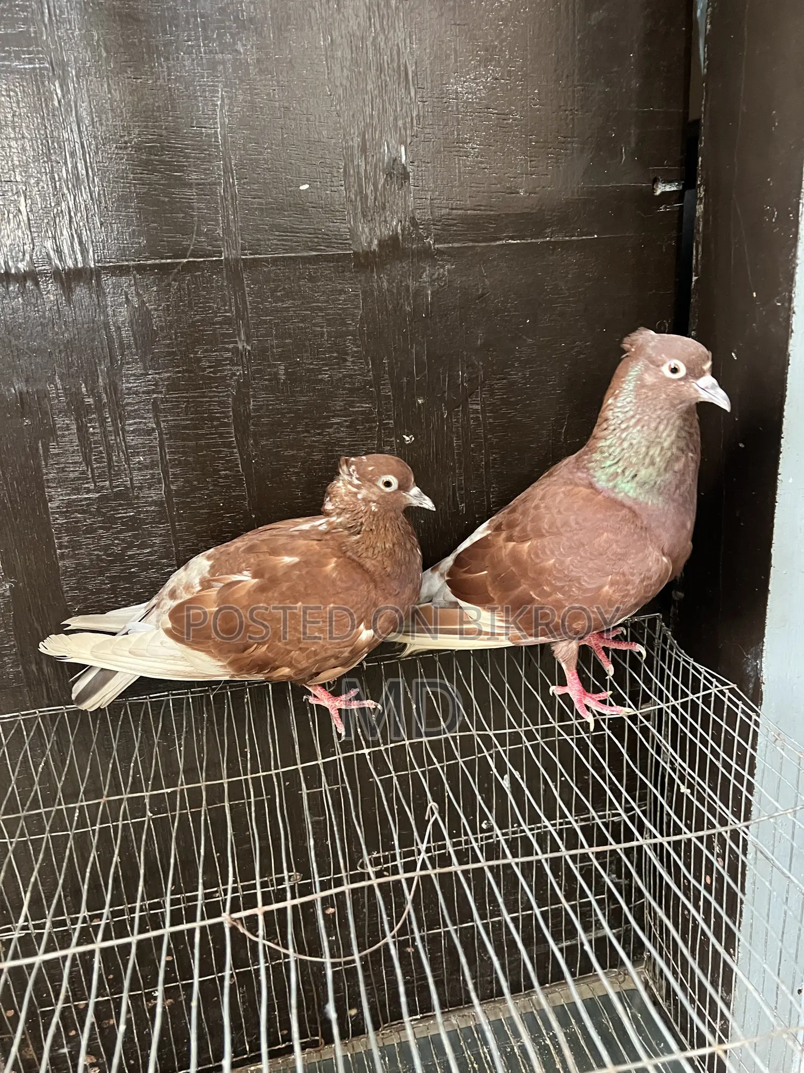 Bashiraj Koka Pigeon