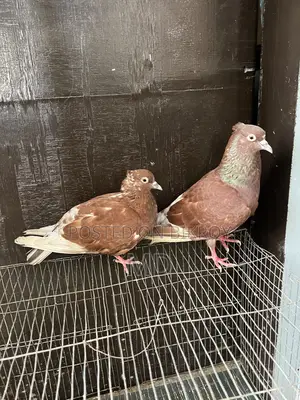 Bashiraj Koka Pigeon