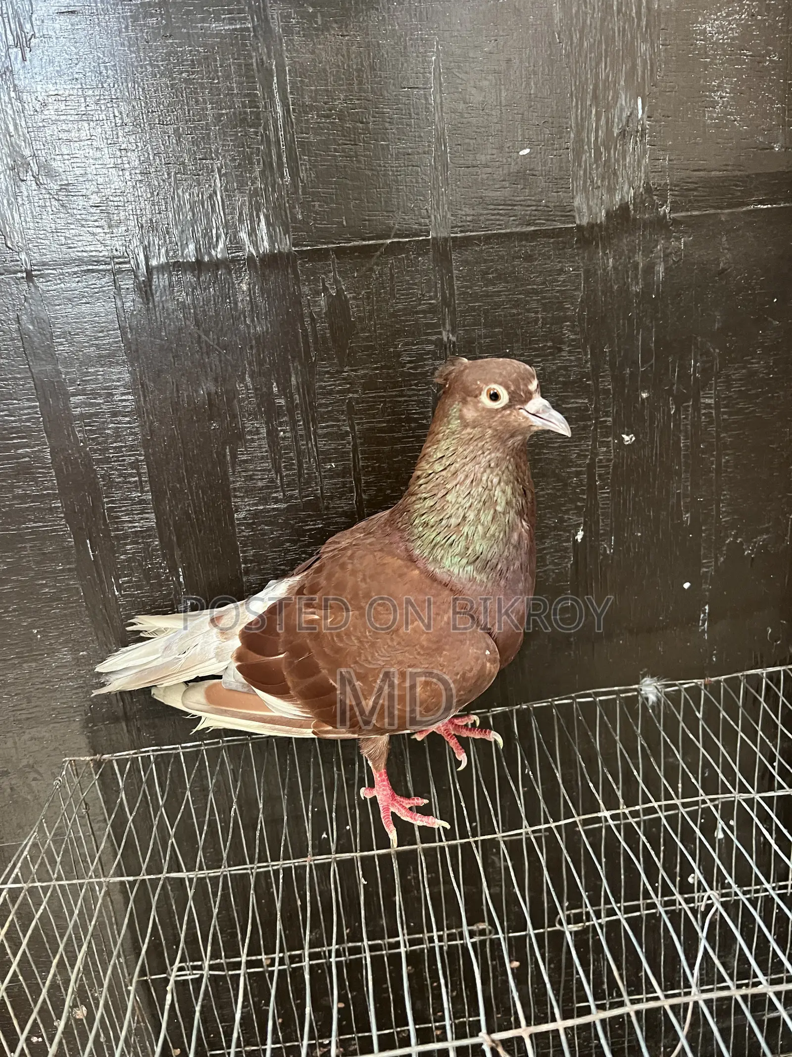 Bashiraj Koka Pigeon