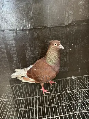 Bashiraj Koka Pigeon