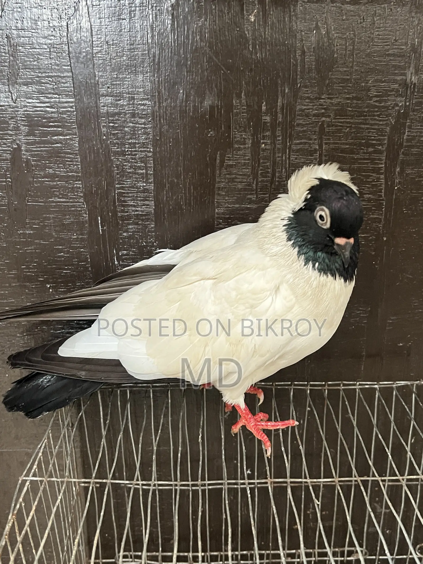 Black Nun Pigeon