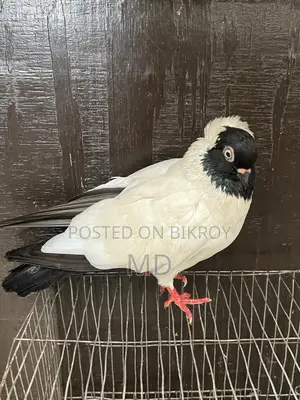 Black Nun Pigeon