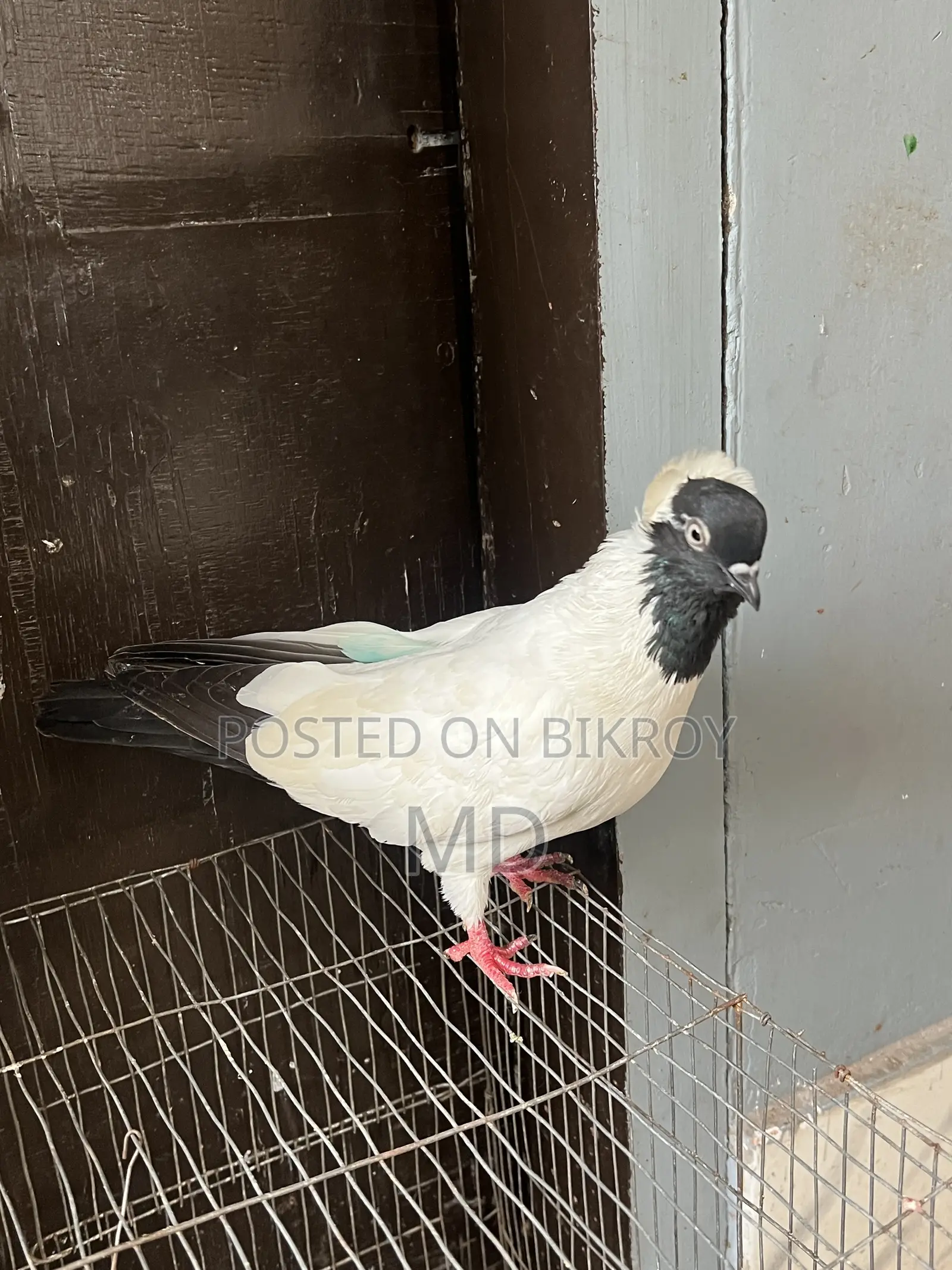 Black Nun Pigeon
