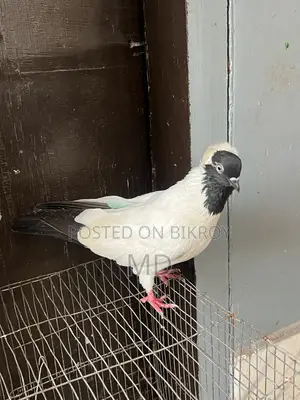 Black Nun Pigeon