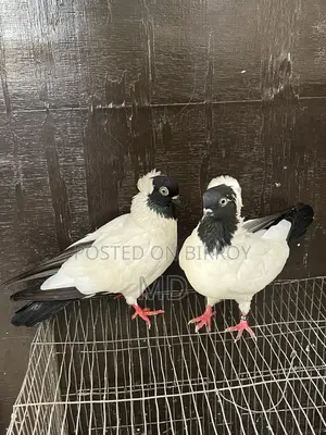 Black Nun Pigeon