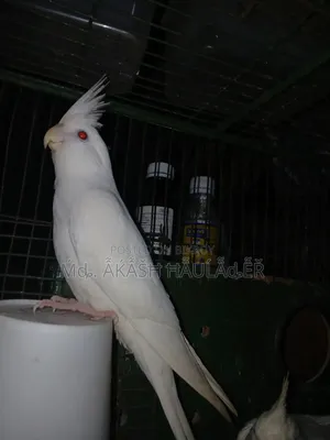 Cockatiel, age five months, male