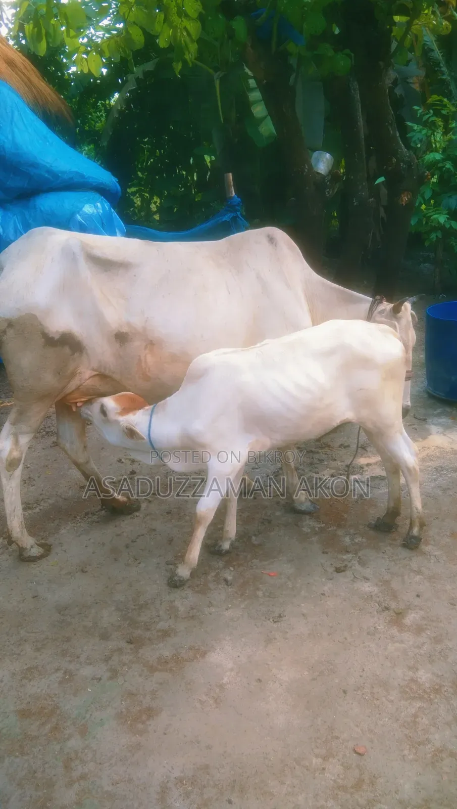 One Cow and One Heifer Calf for Sale
