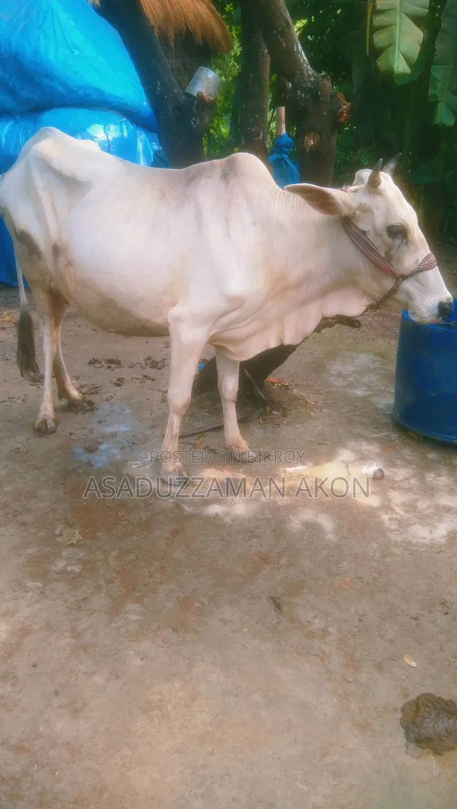 One Cow and One Heifer Calf for Sale