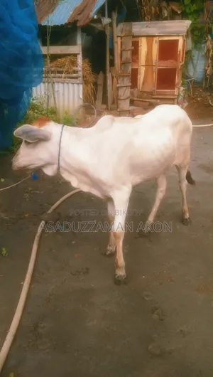 One Cow and One Heifer Calf for Sale