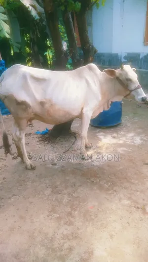 One Cow and One Heifer Calf for Sale