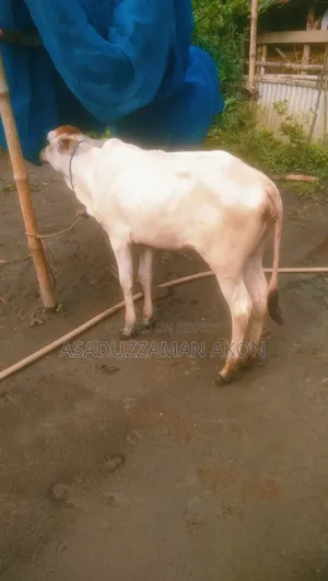 One Cow and One Heifer Calf for Sale