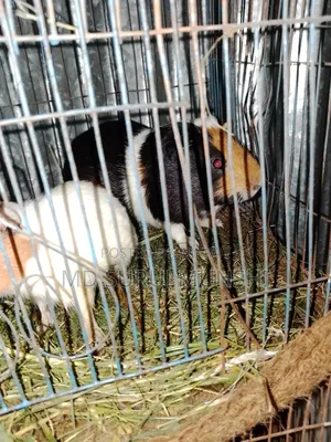2 Guinea Pigs