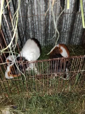 2 Guinea Pigs