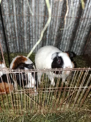 2 Guinea Pigs