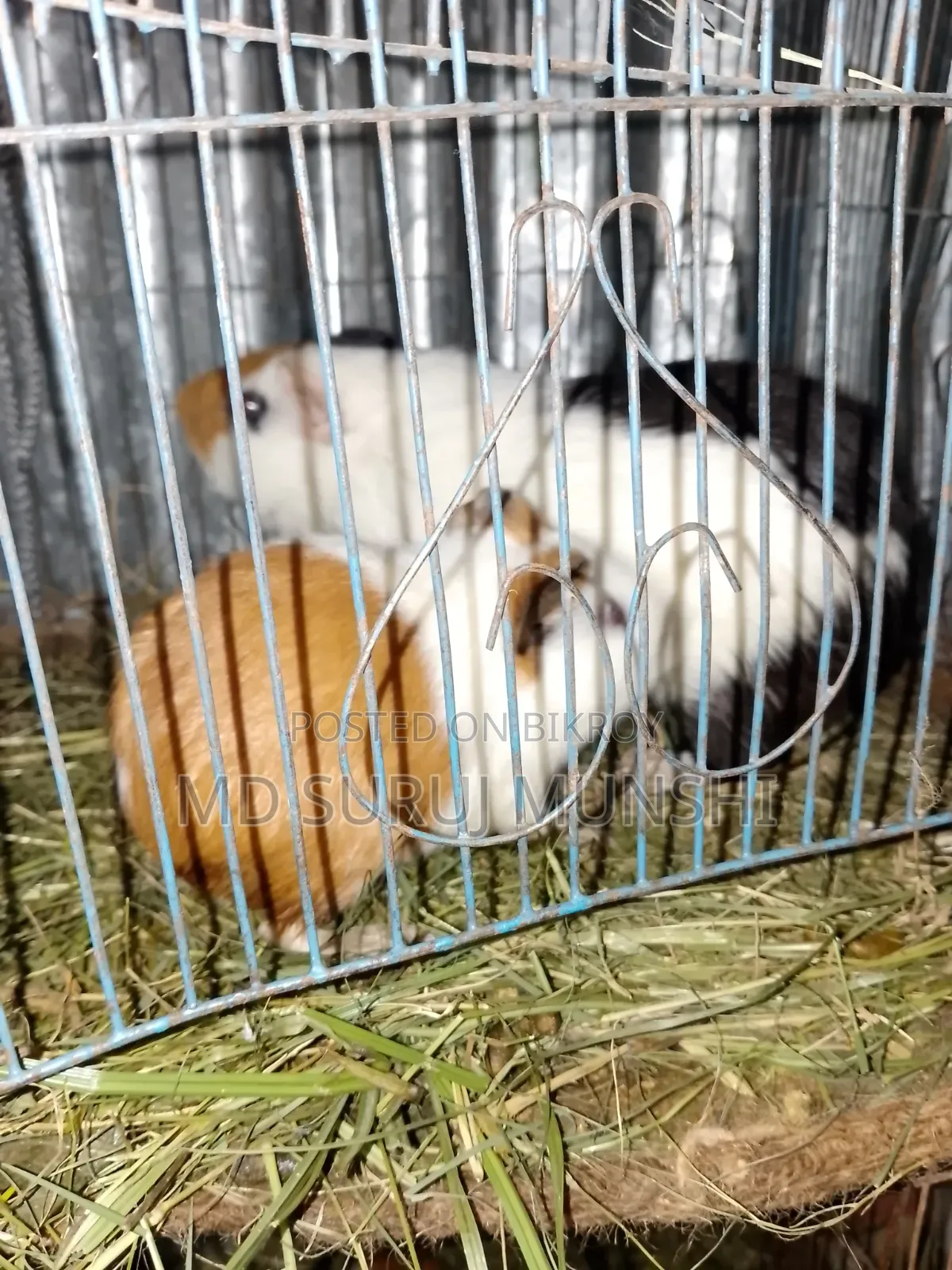 2 Guinea Pigs
