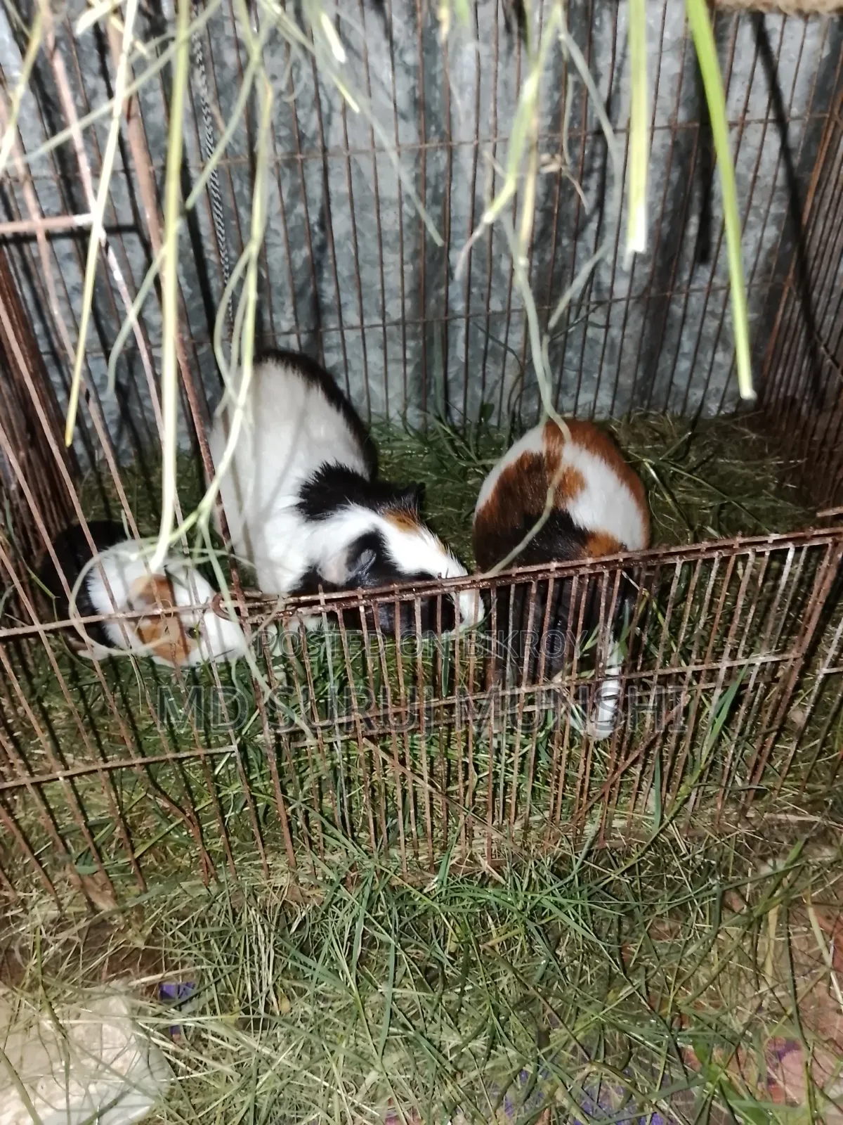 2 Guinea Pigs