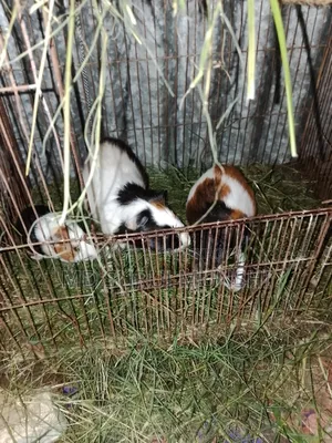2 Guinea Pigs
