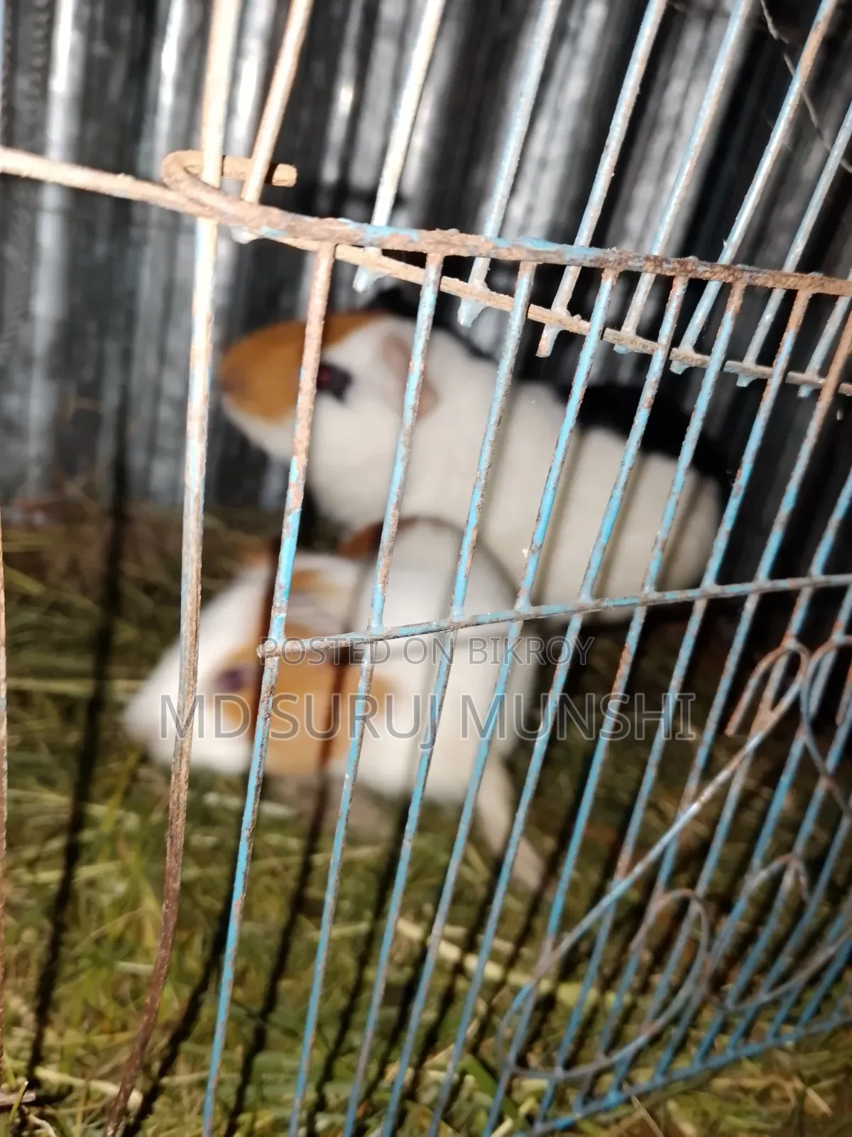2 Guinea Pigs