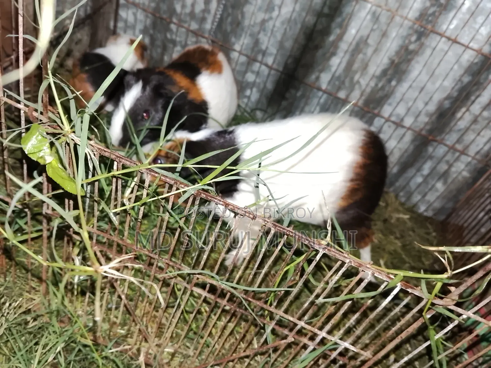 2 Guinea Pigs