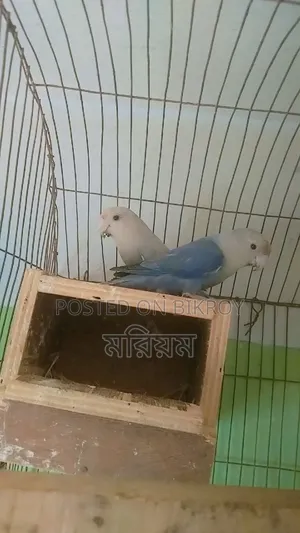 কিছু রানিং পেয়ার লাভ বার্ড পাখি ও ককাটেল পাখি বিক্রি হবে