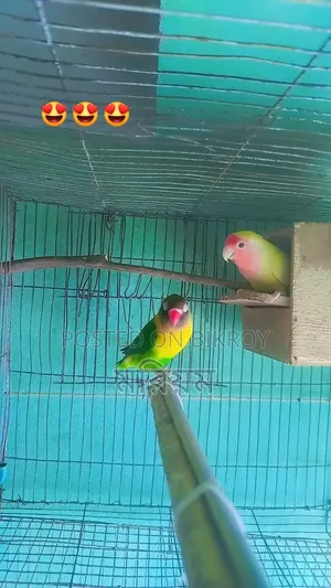 কিছু রানিং পেয়ার লাভ বার্ড পাখি ও ককাটেল পাখি বিক্রি হবে