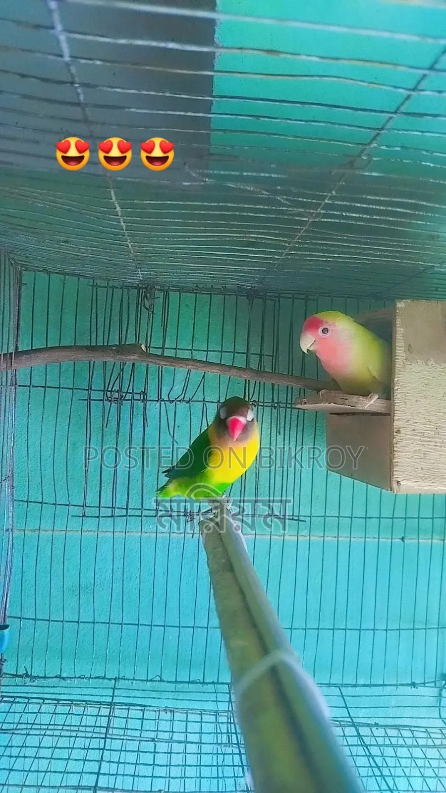 কিছু রানিং পেয়ার লাভ বার্ড পাখি ও ককাটেল পাখি বিক্রি হবে