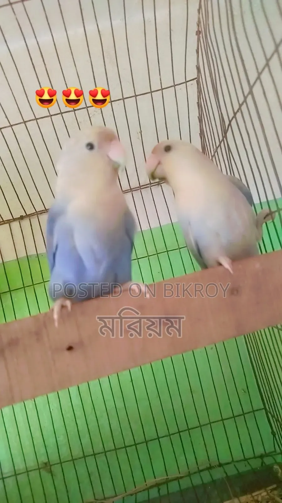 কিছু রানিং পেয়ার লাভ বার্ড পাখি ও ককাটেল পাখি বিক্রি হবে
