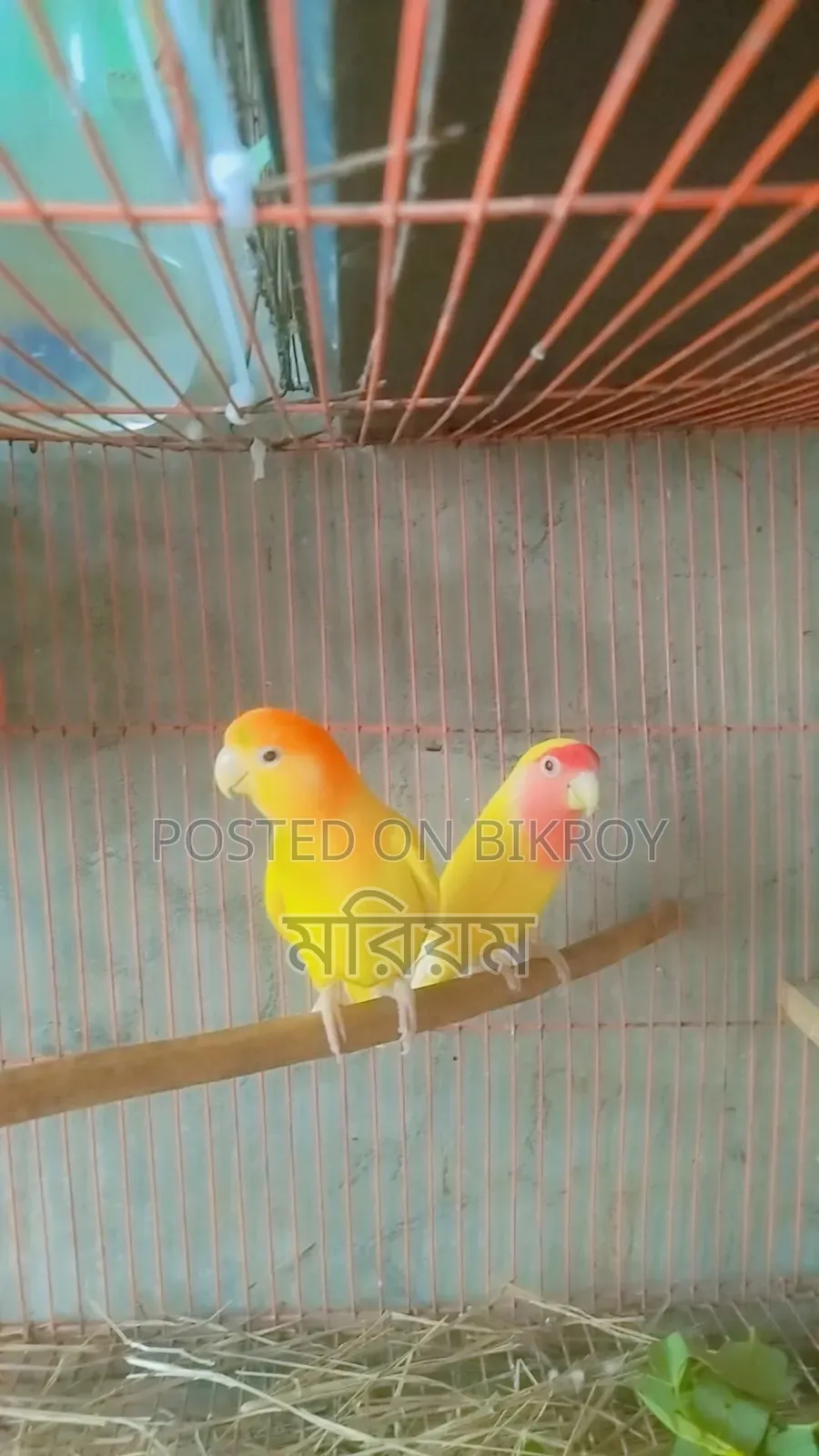 কিছু রানিং পেয়ার লাভ বার্ড পাখি ও ককাটেল পাখি বিক্রি হবে