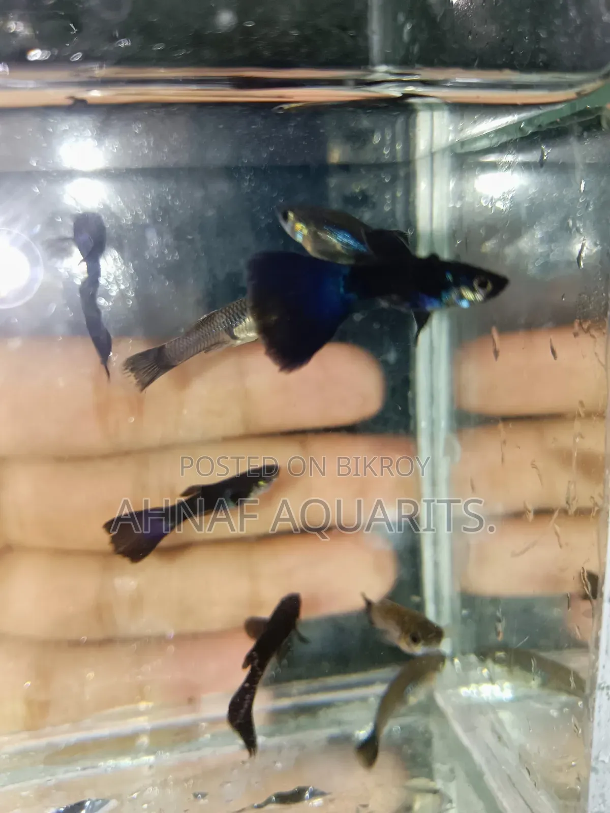 Black Moscow Guppies!! Clearance Offer!!