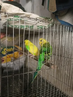 A pair of healthy running birds and a pair of pigeons for sale