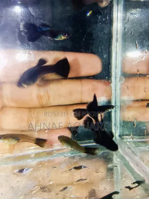 Black Moscow Guppies!! Clearance Offer!!