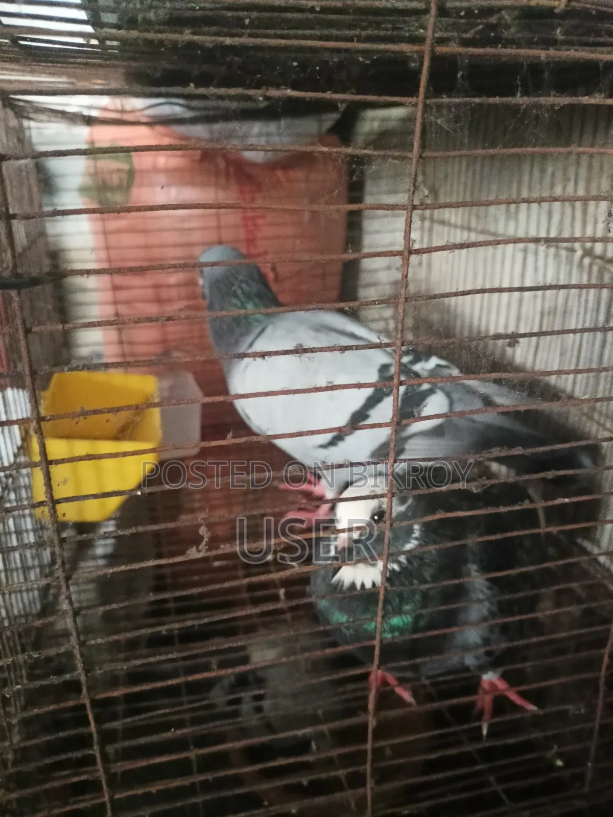 A pair of healthy running birds and a pair of pigeons for sale