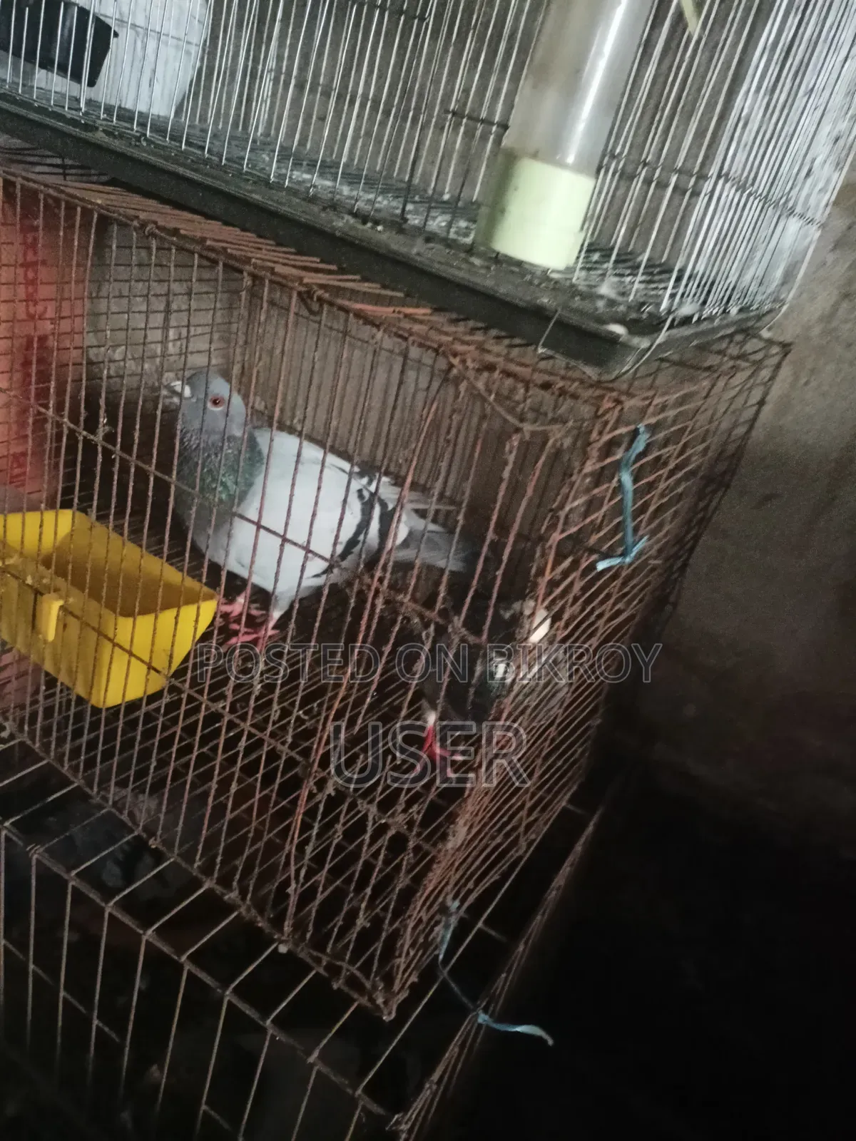 A pair of healthy running birds and a pair of pigeons for sale