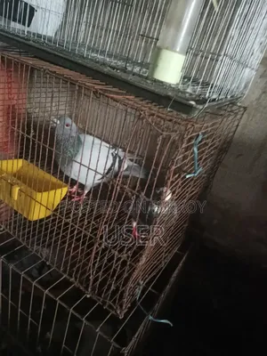A pair of healthy running birds and a pair of pigeons for sale