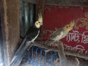 ককাটেল পাখি বাচ্চা সহ