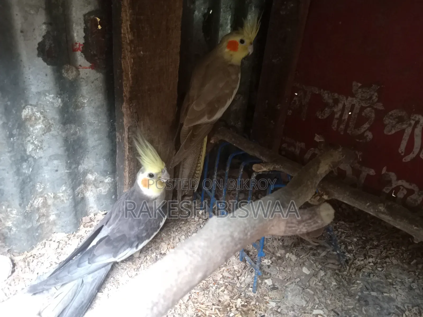 ককাটেল পাখি বাচ্চা সহ