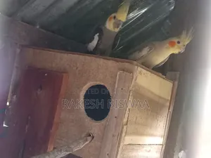 ককাটেল পাখি বাচ্চা সহ