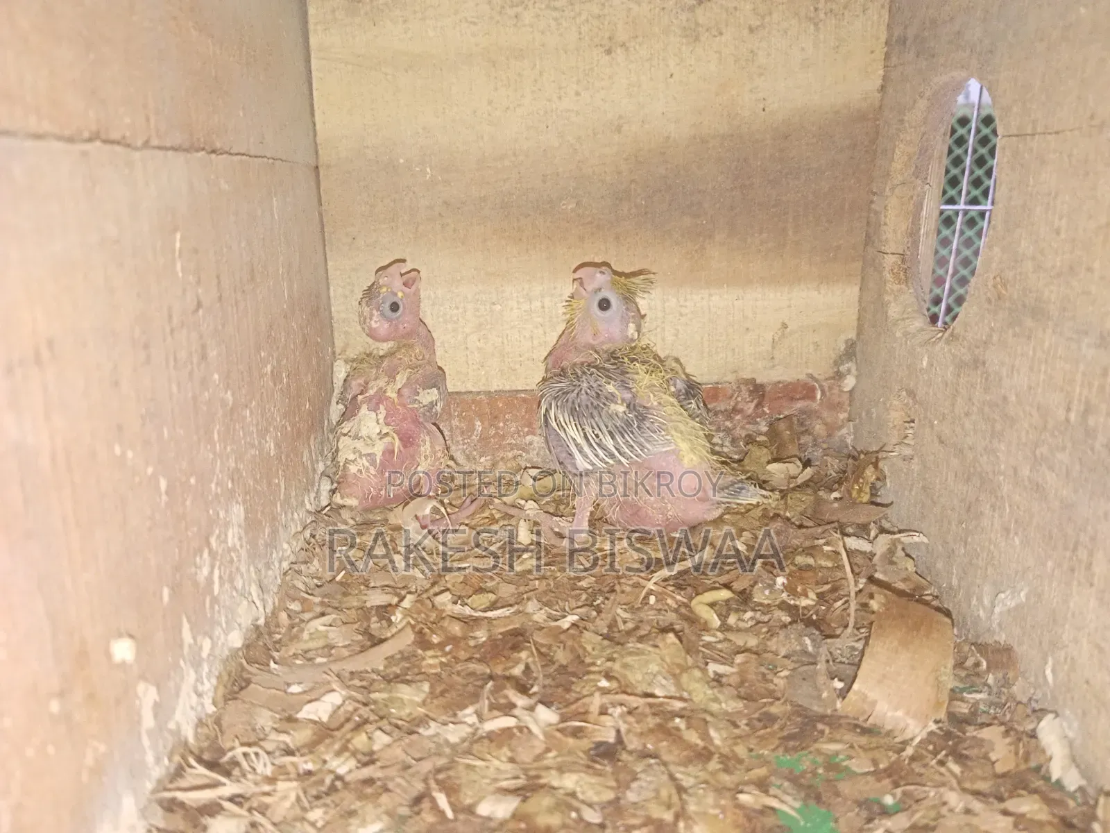 ককাটেল পাখি বাচ্চা সহ