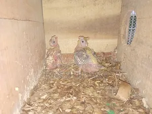 ককাটেল পাখি বাচ্চা সহ