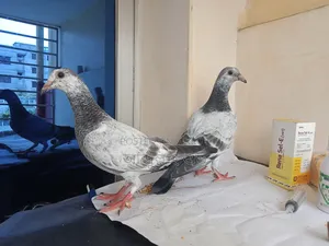 Pair of Afsan Grizzle Pure Chicks