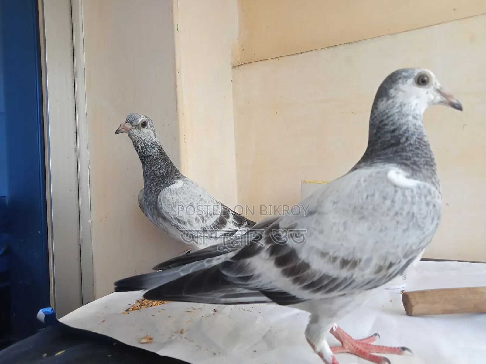 Pair of Afsan Grizzle Pure Chicks
