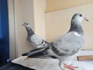 Pair of Afsan Grizzle Pure Chicks