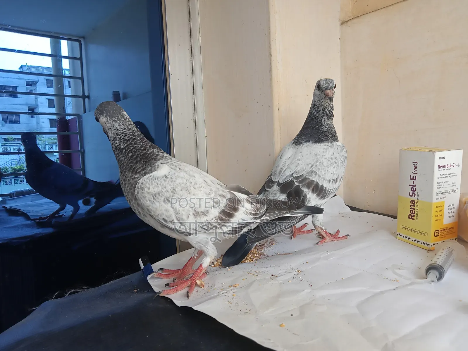 Pair of Afsan Grizzle Pure Chicks