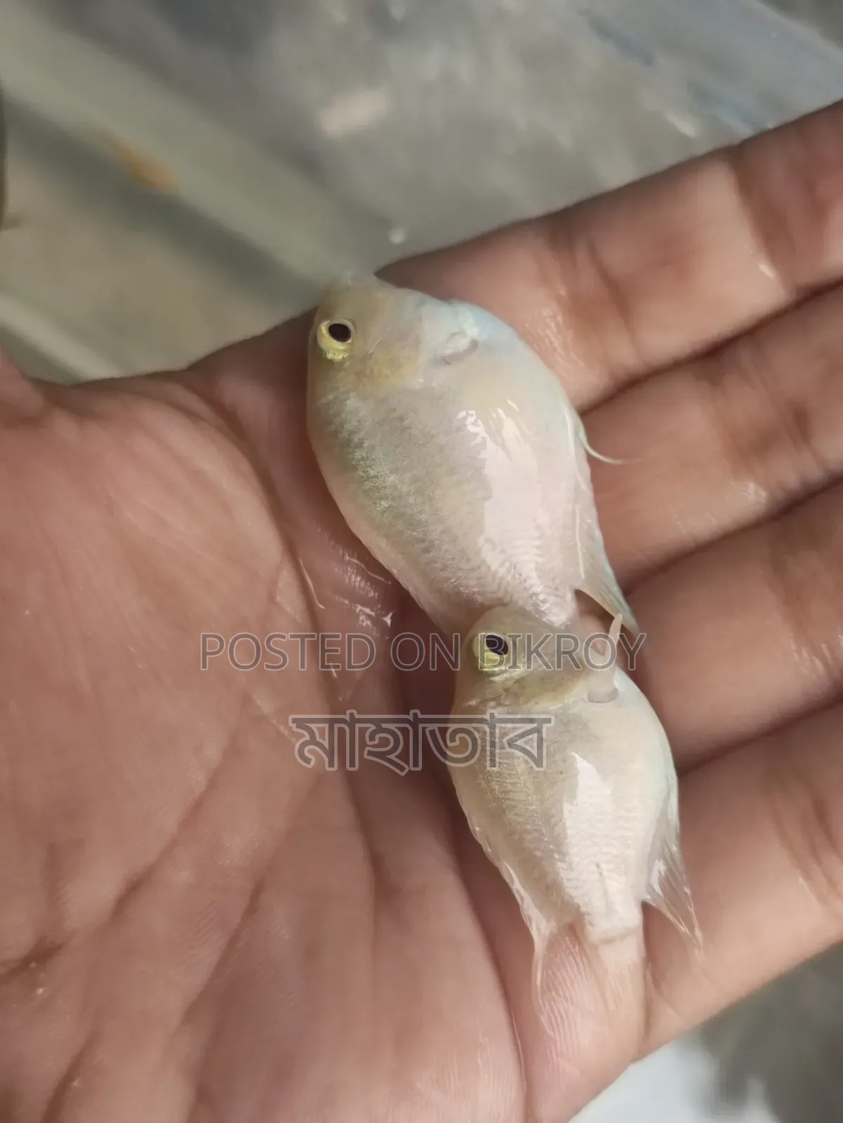 Polar Parrot Fish