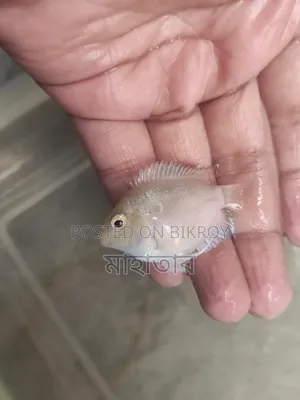 Polar Parrot Fish