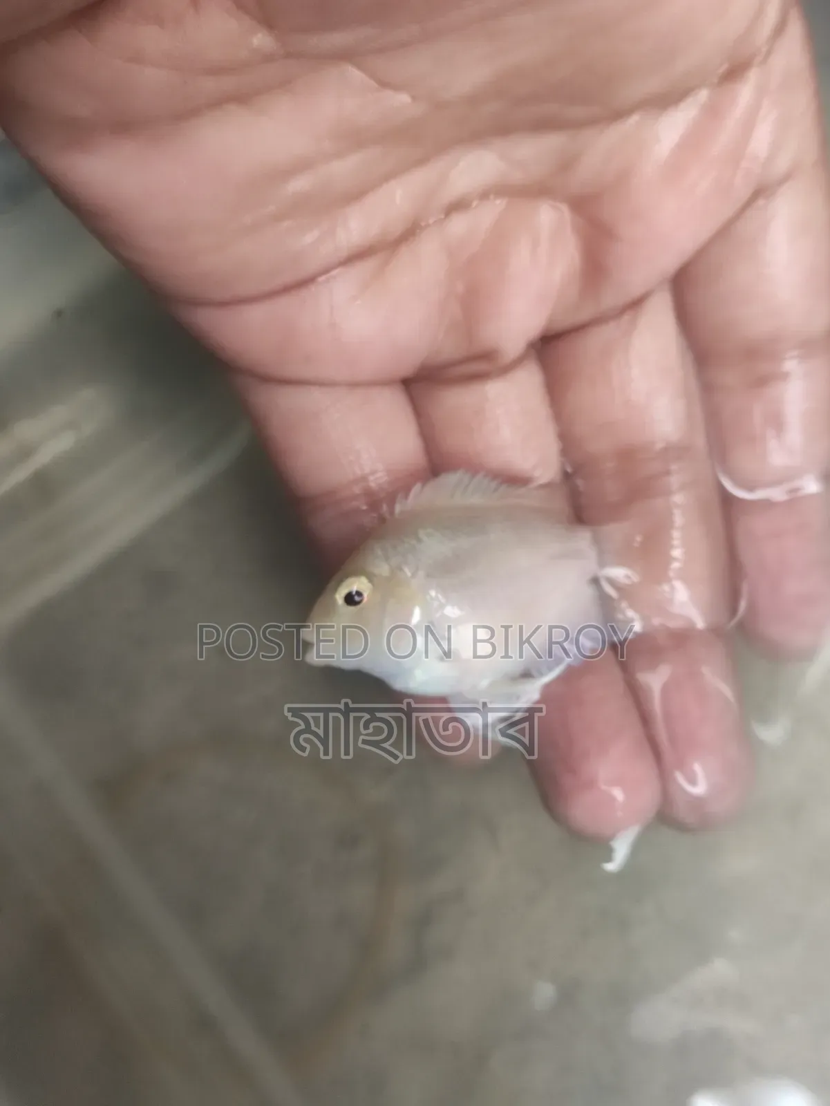Polar Parrot Fish