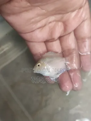 Polar Parrot Fish